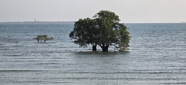 밀물때의 망그로브 나무, 뿌리 부분이 완전히 잠긴다.