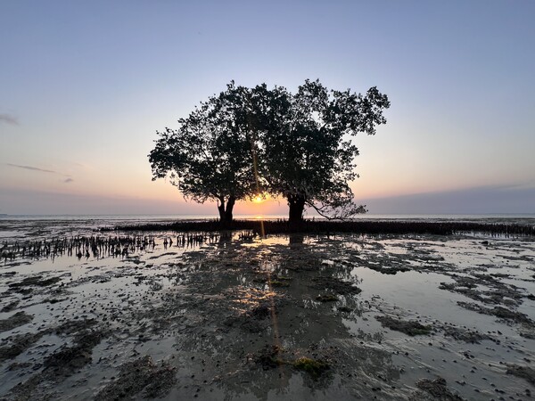 썰물 때의 망그로브 나무