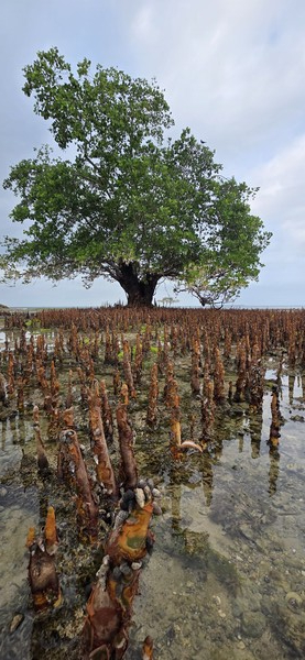 망그로브 나무의 호흡뿌리, 살아남기 위한 진화다. 책에서만 보던 걸 직접본다.