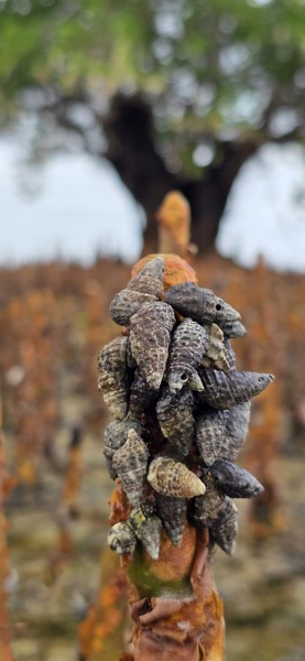 망그로브 호흡 뿌리에 붙어 사는 조개류, 기생과 공생 어느 지점인지 알 수 없다