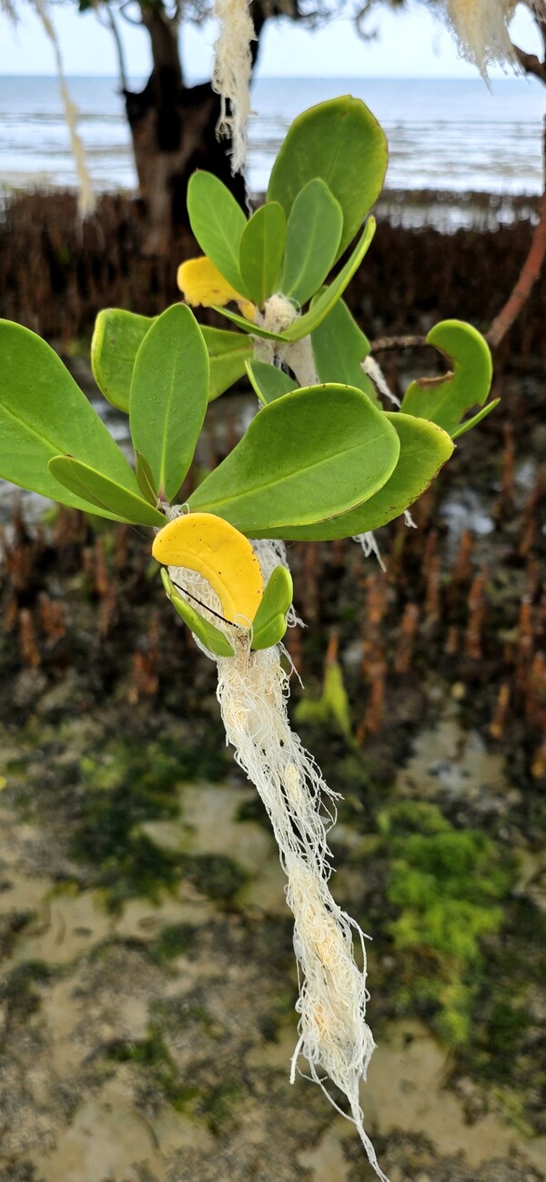 망그로브 나무 줄기의 ‘유묘(propagule)' 물과 영양분을 흡수하기 위해 나무에 달린 채로 발아한다