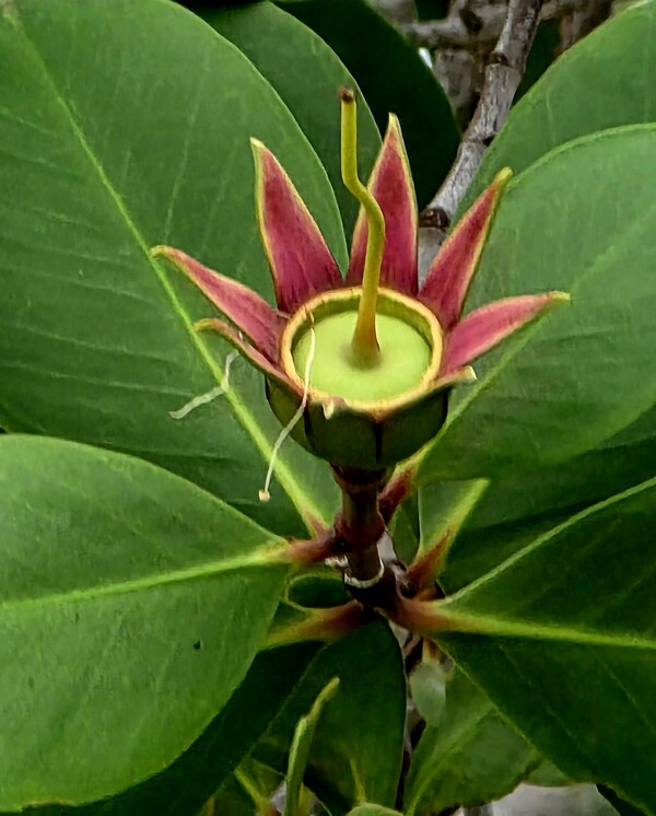 망그로브 나무의 꽃